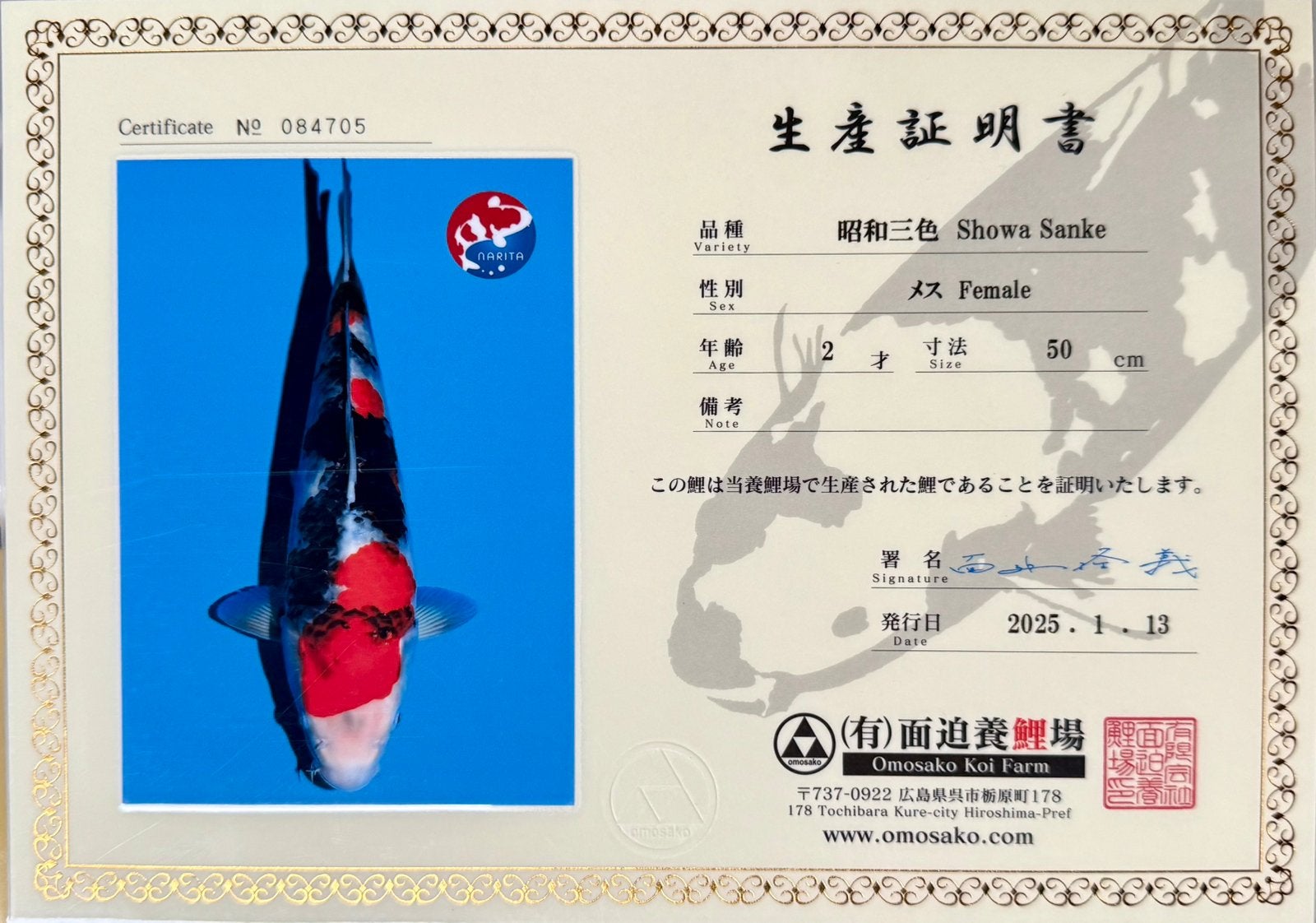 €595 Omosako Female Showa 60cm+, Dieren en Toebehoren, Vissen | Vijvervissen, Karper of Koi