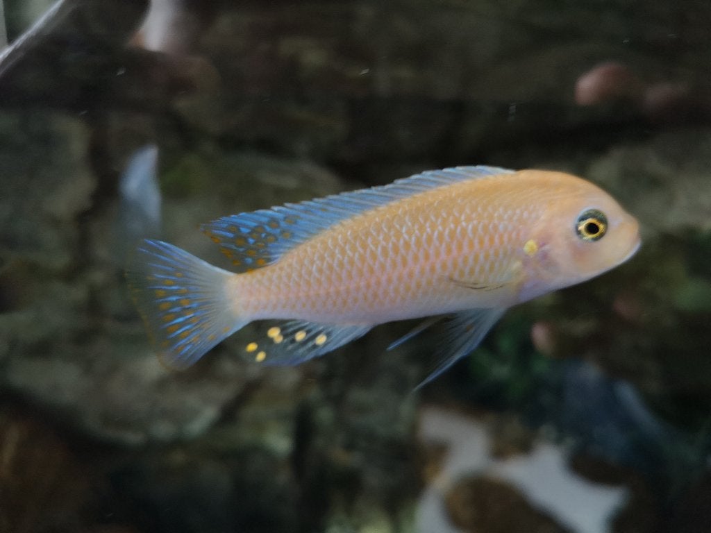 Malawi cichliden, Vis, Zoetwatervis, Schoolvis