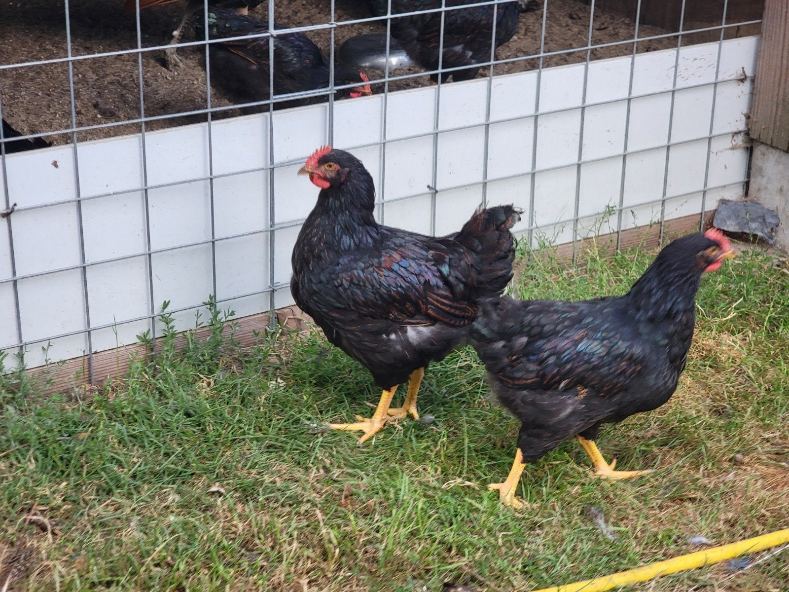 Hanen barnevelders dubbel gezoomd, Dieren en Toebehoren, Pluimvee, Mannelijk, Kip