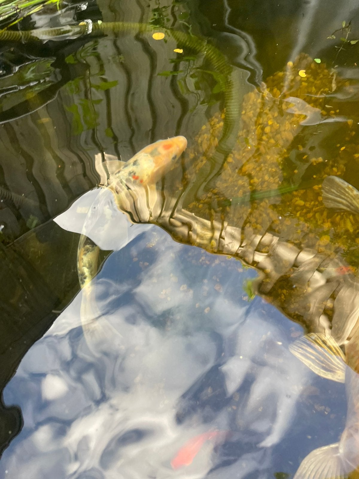 Mooie slanke koi karper, Dieren en Toebehoren, Vissen | Vijvervissen, Karper of Koi