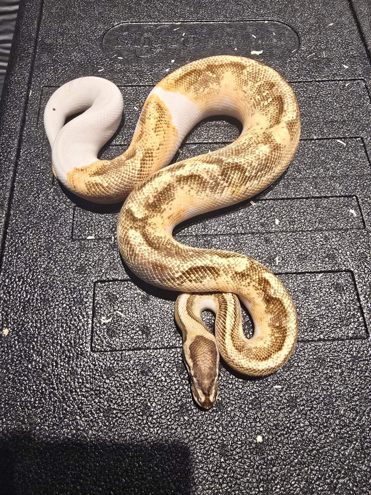 1.0 enchi fire pied het dg 66% cryptic Ball Python - male for sale from martijn