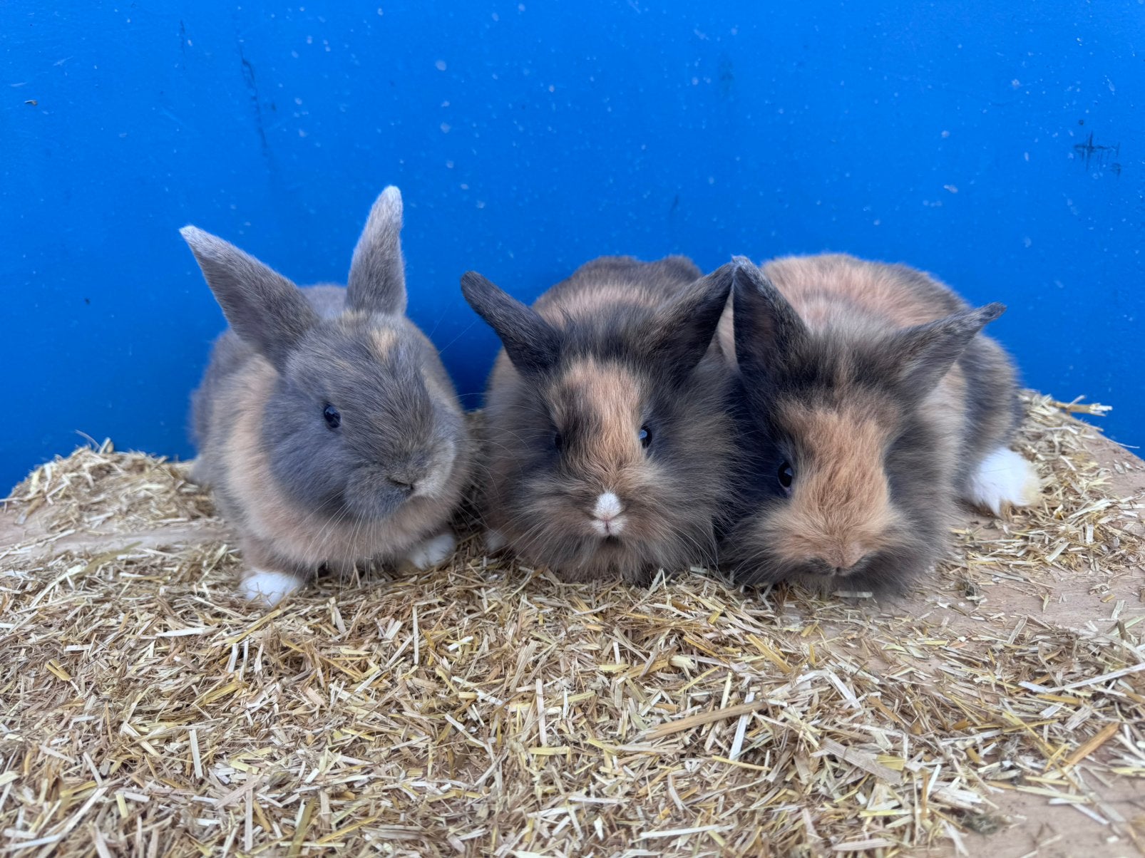 Lieve jonge dwerg konijntjes !, Mannelijk, Dwerg, 0 tot 2 jaar