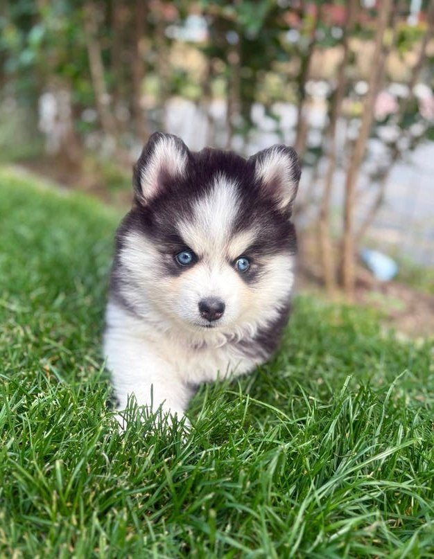 F2 pomsky puppys mogen bijna verhuizen 🤍, Parvo, 8 tot 15 weken, Meerdere, Meerdere dieren
