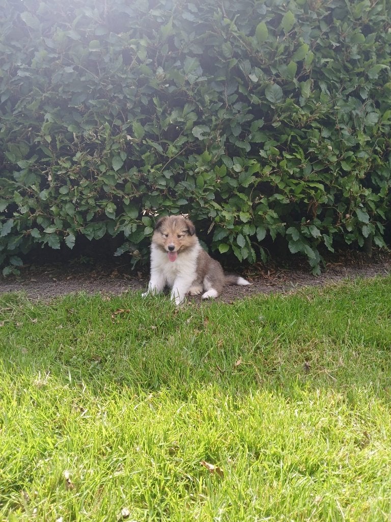prachtige Schotse Collie pups (5), Dieren en Toebehoren, Parvo, 8 tot 15 weken, Collie, Meerdere