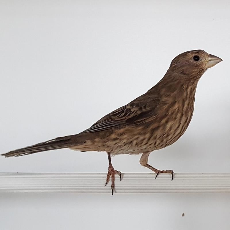 Mexicaanse roodmus gezocht, Dieren en Toebehoren, Vogels | Overige Vogels, Vrouwelijk, Tropenvogel