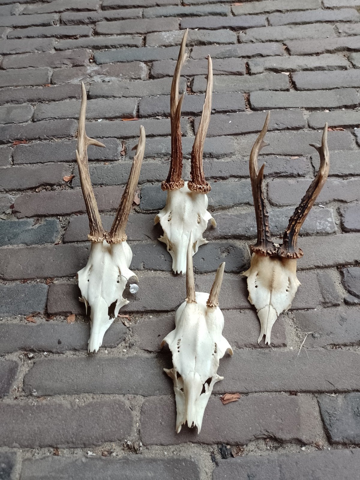 Lot geweitjes gewei reebok ree schedel, Verzamelen, Ophalen of Verzenden, Hert, Schedel