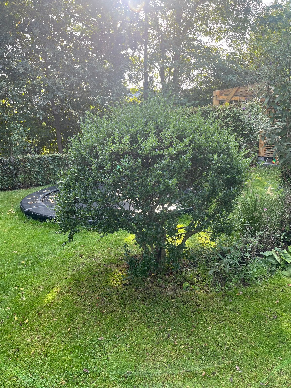 Groenblijvende struik Amerikaanse Sering blauwpaarse bloemen, Tuin en Terras, Volle zon, Vaste plant, Zomer, Ophalen