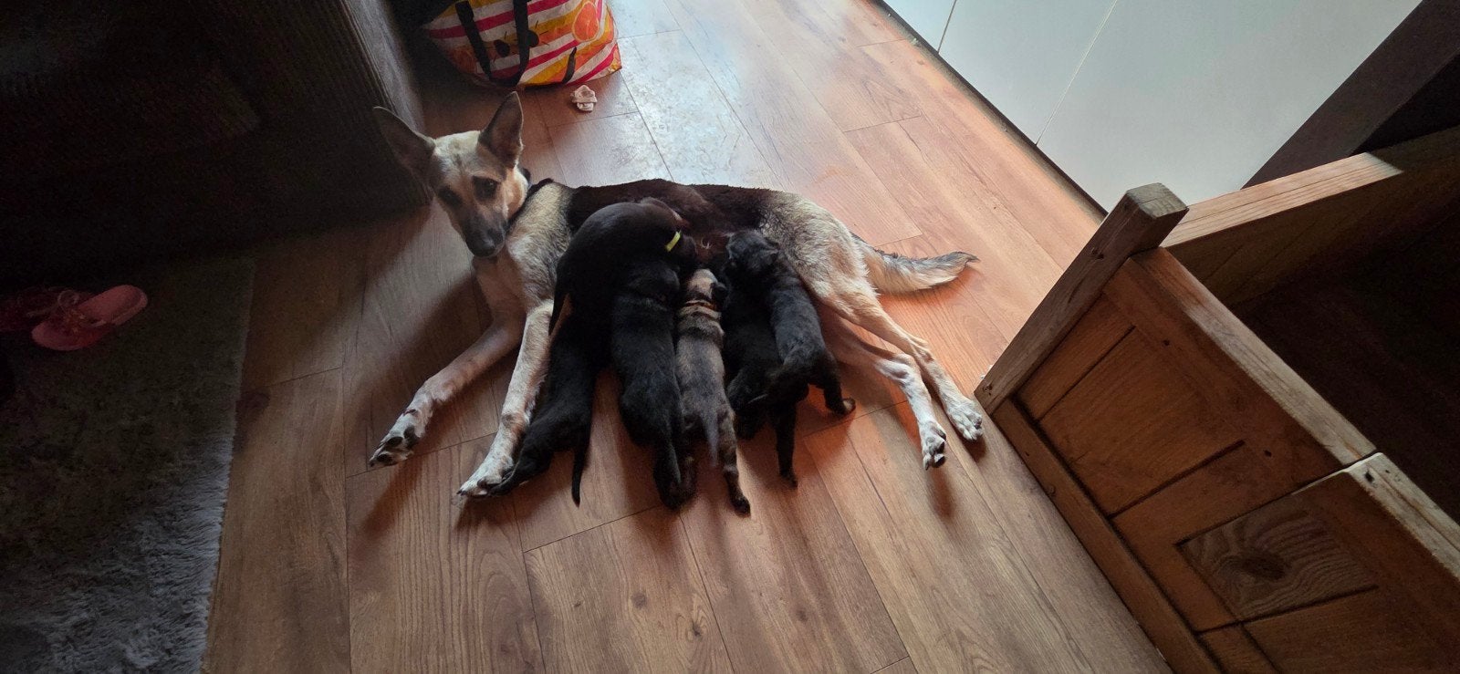 X herder pups !!LET OP WERKLIJN!!, 8 tot 15 weken, Parvo, Meerdere, Meerdere dieren