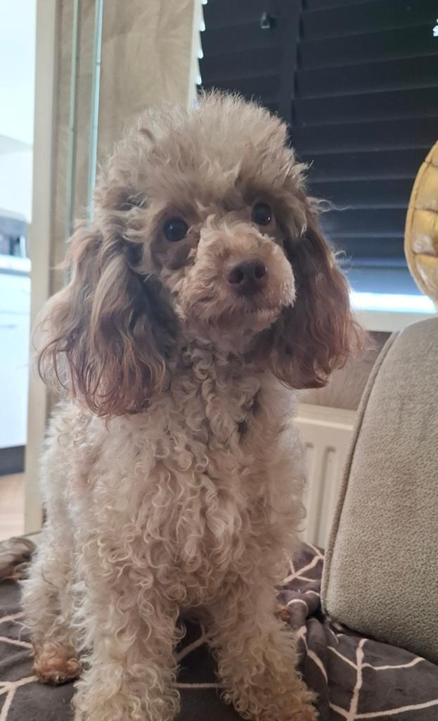 ️ ⭐️ Prachtig CHOCO MERLE dwerg poedel teefje - stamboom ️⭐️, Poedel, Parvo, 1 tot 2 jaar, Teef