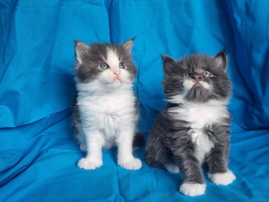 Mooie maine coon kittens, Meerdere dieren, Gechipt, 0 tot 2 jaar