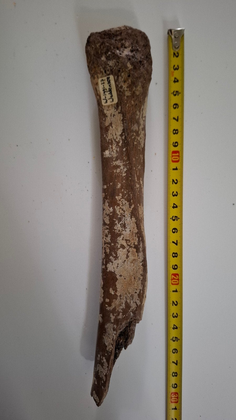 Wolharige mammoet kuitbeen (fibula) - Waddenzee, Ophalen of Verzenden, Fossiel