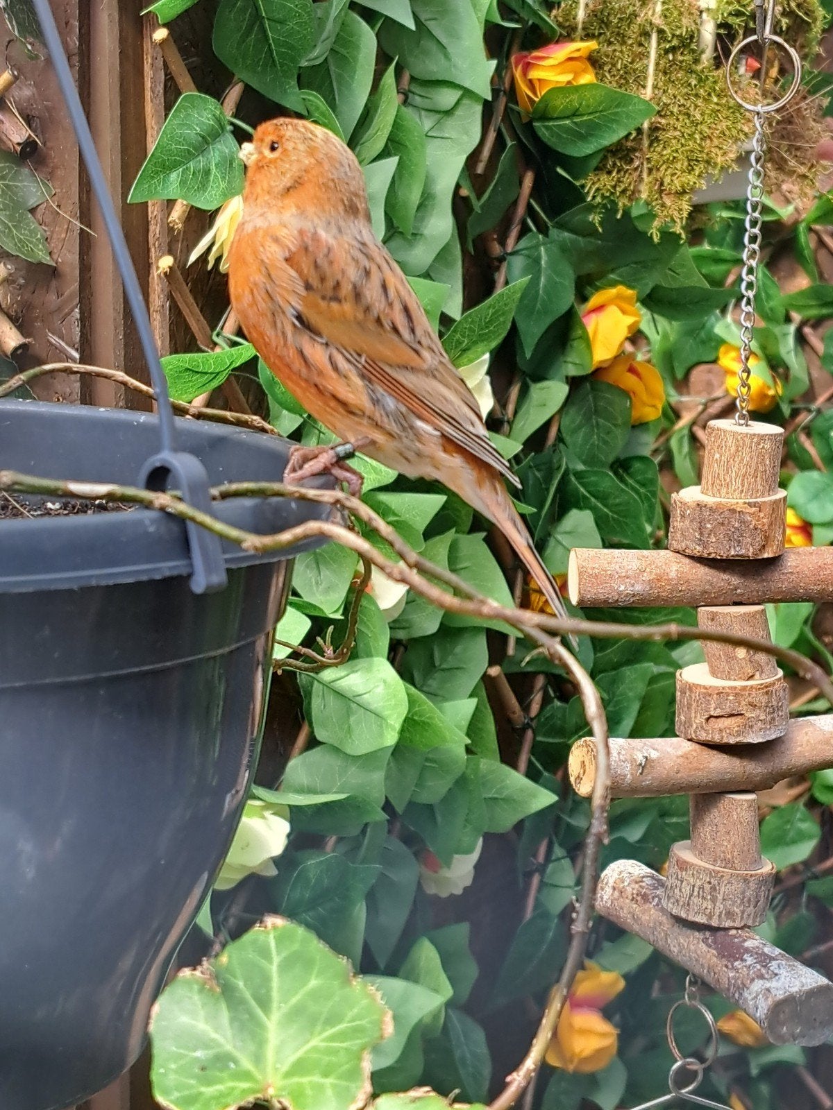 rood agaat, Dieren en Toebehoren, Mannelijk, Kleurkanarie