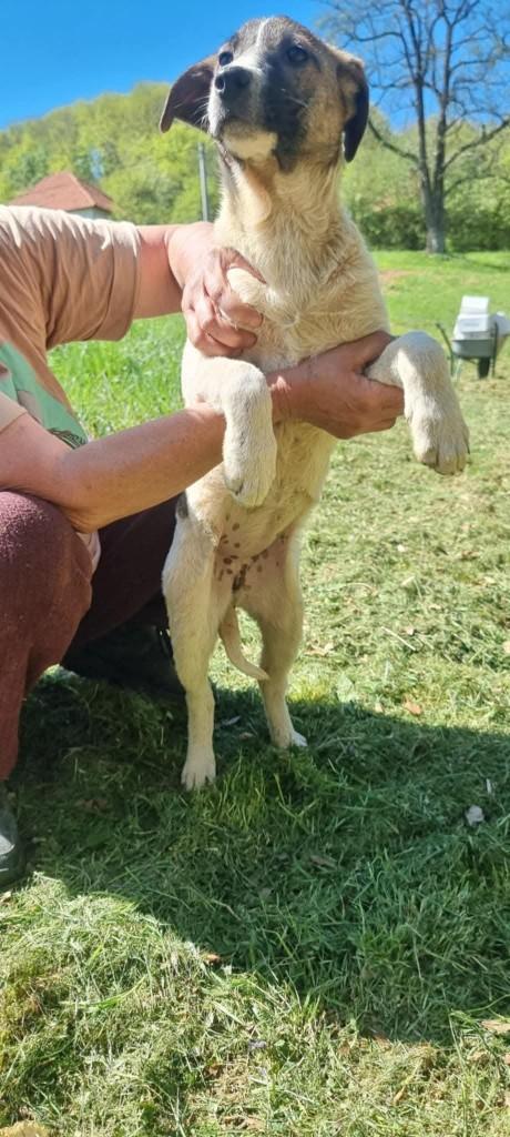 Cuba - op zoek naar haar forever home., Dieren en Toebehoren, Honden | Niet-rashonden, Particulier, 15 weken tot 1 jaar, Buitenland
