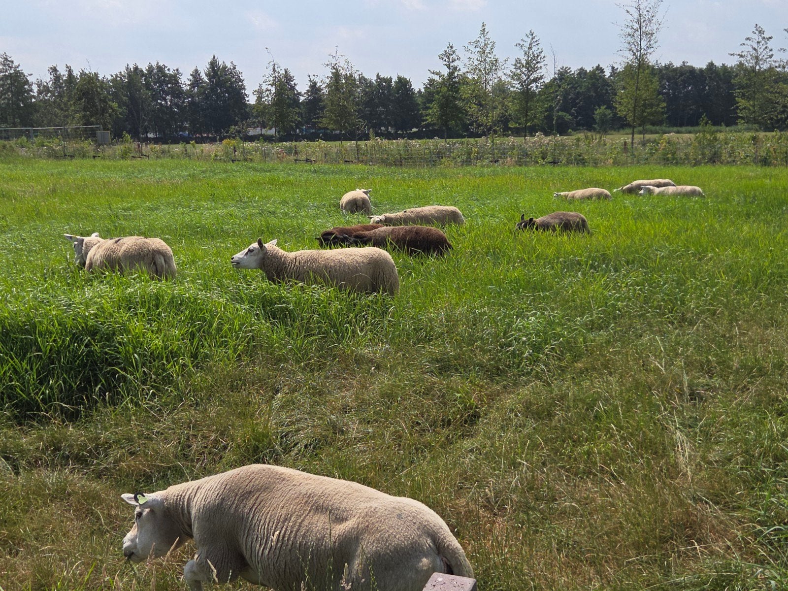 7 stamboek Britse Texelaar fokooien., Dieren en Toebehoren, Vrouwelijk, Schaap