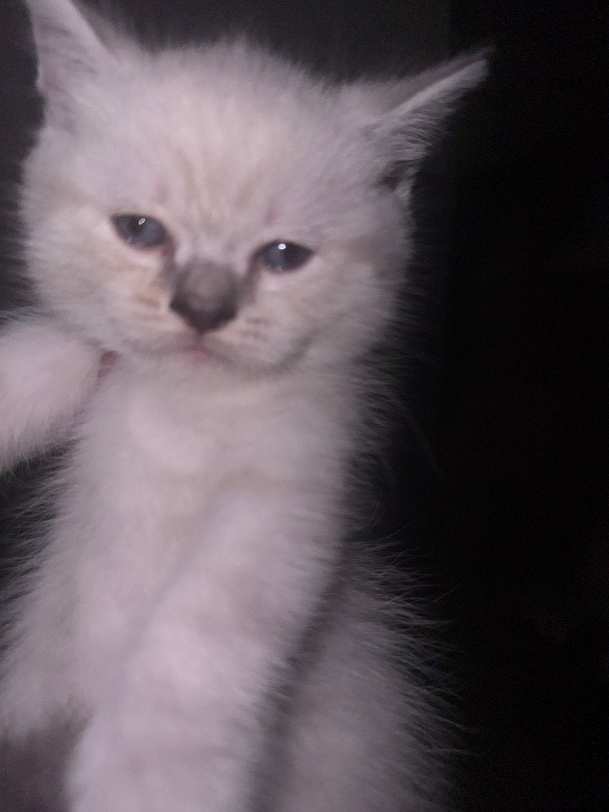 GERESERVEERD! Lynx Ragdoll kitten  katertje, Kater, Ontwormd, 0 tot 2 jaar