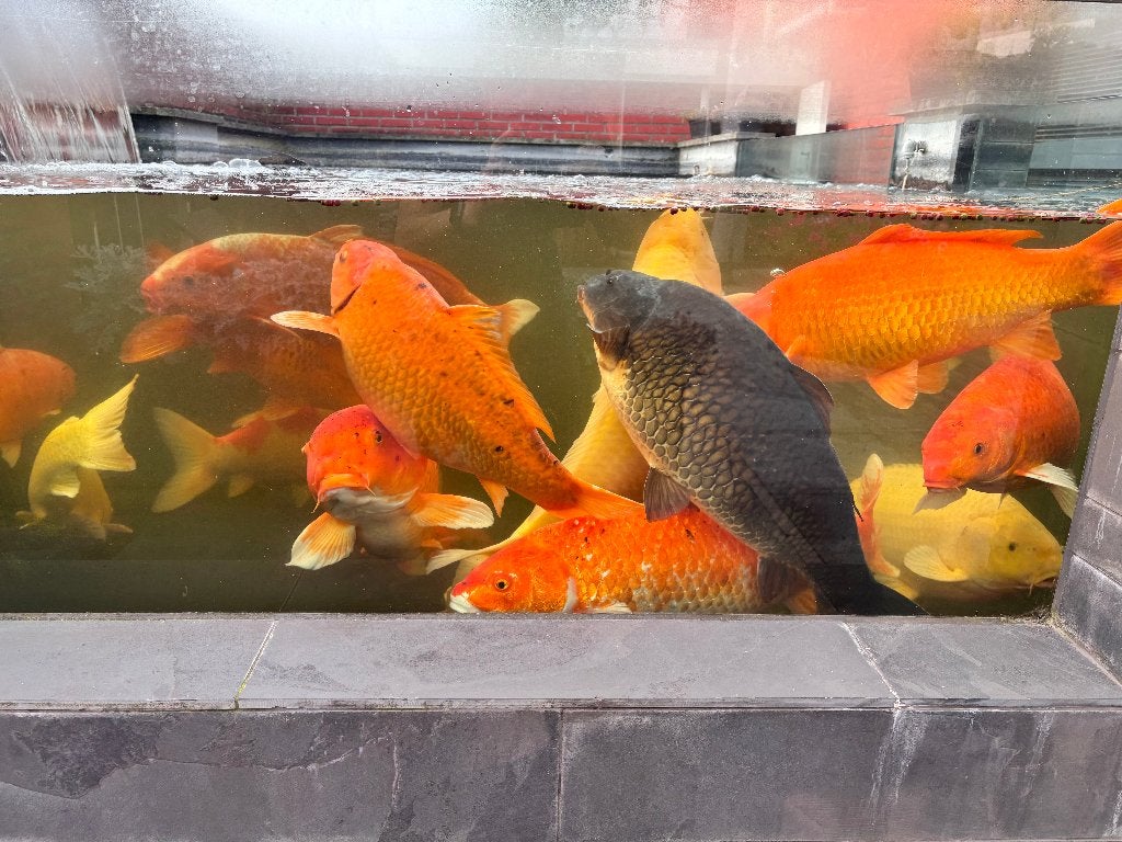 koi karpers, Karper of Koi
