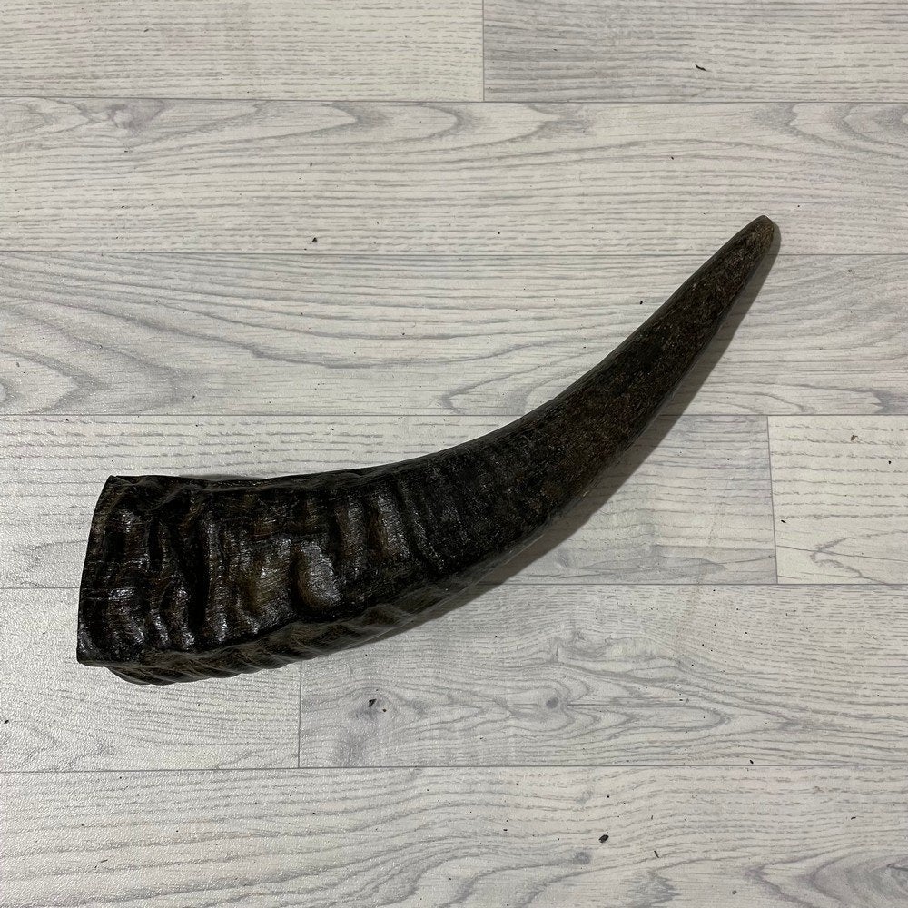 Waterbuffel hoorn los 50cm nr 325 | Lederstore, Ophalen of Verzenden, Nieuw, Boerderijdier, Gewei of Kop