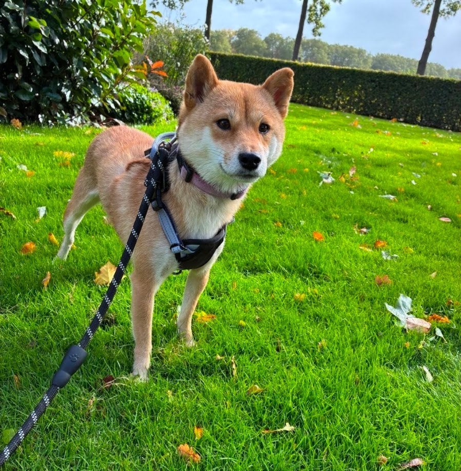 Herplaatser Shiba Inu Teefje, Dieren en Toebehoren, Teef, Poolhond, Meerdere, CDV (hondenziekte)
