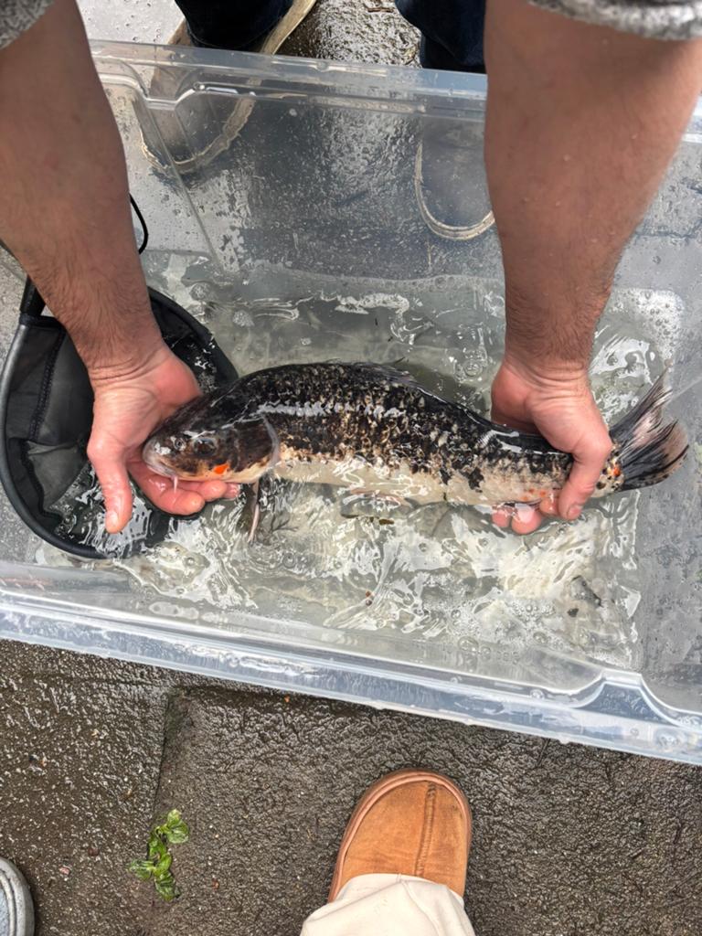 Mooie koi karper te koop, Karper of Koi
