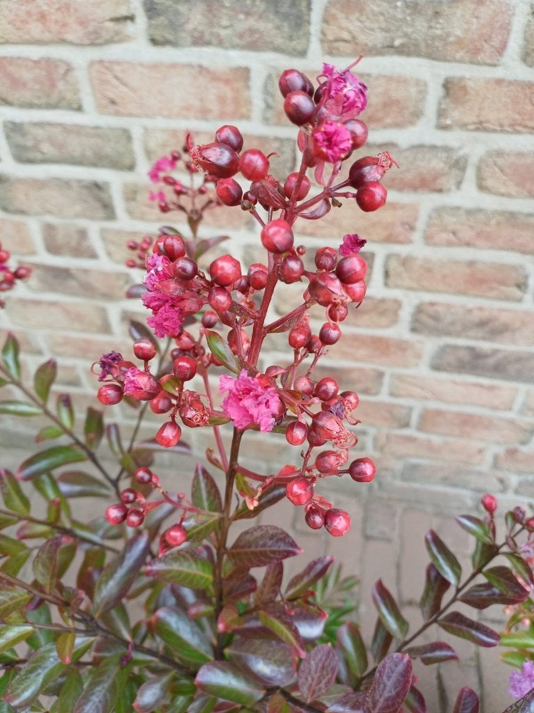 Mooie planten deel 3, Ophalen, Vaste plant, Overige soorten, Volle zon