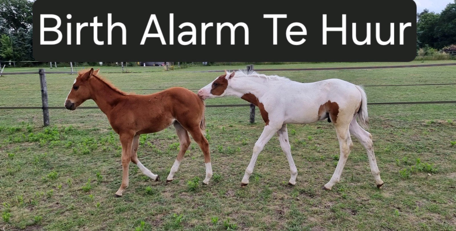 Birth Alarm 2.0 lite te huur, Ophalen