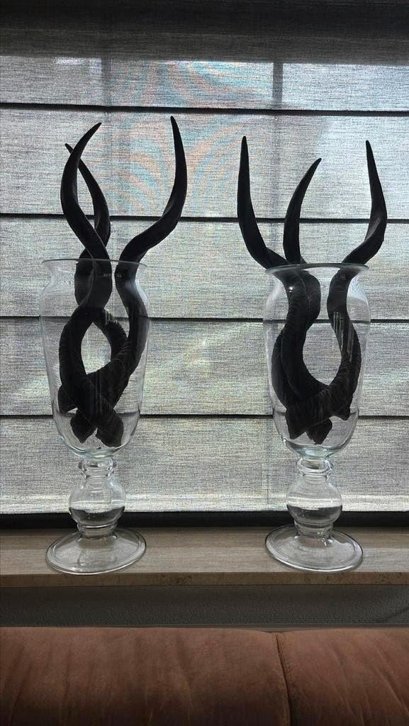 2 glazen vazen met elk 3 koedoe hoorns van 72 cm., Ophalen of Verzenden, Gebruikt