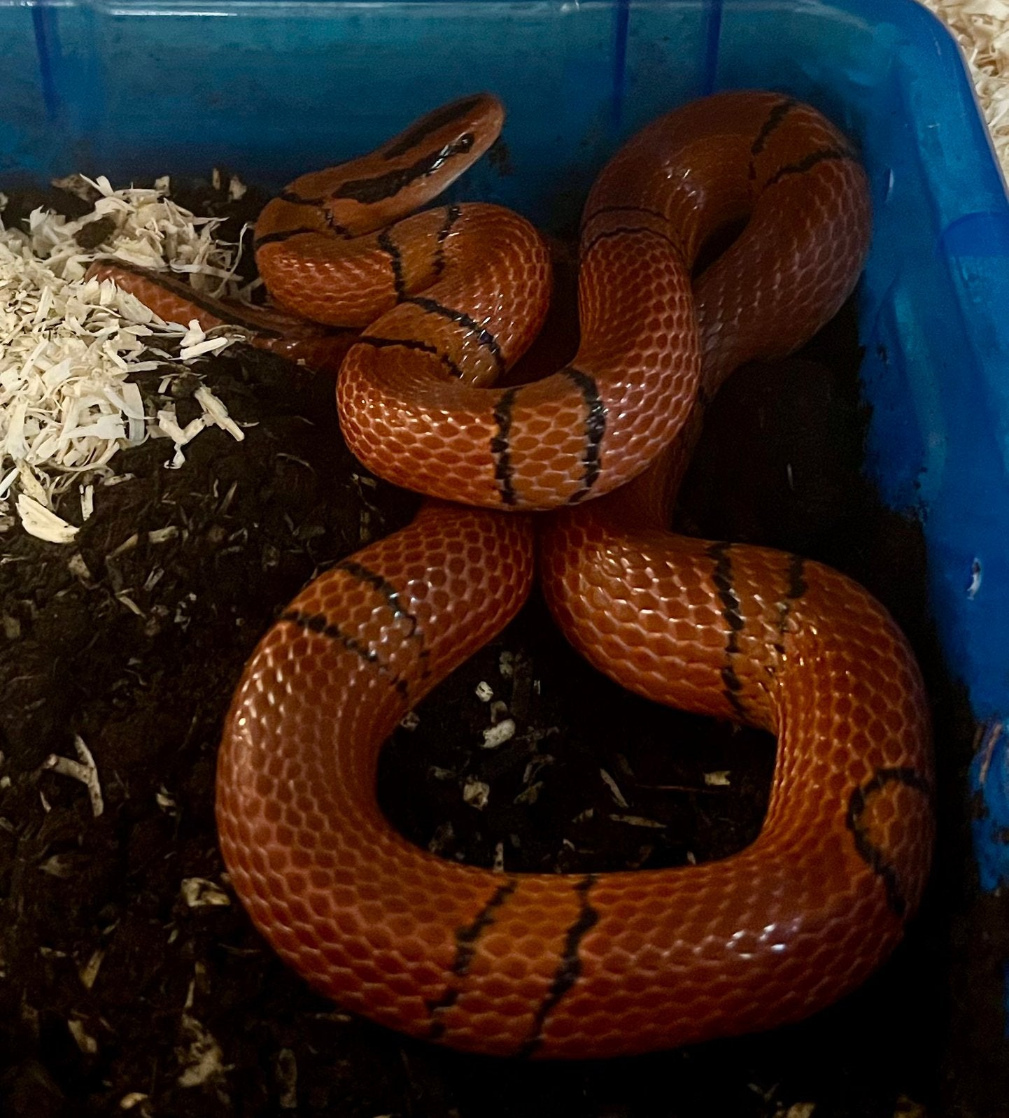 0.1 Oreocryptophis p pulchra, Dieren en Toebehoren, Reptielen en Amfibieën, Slang