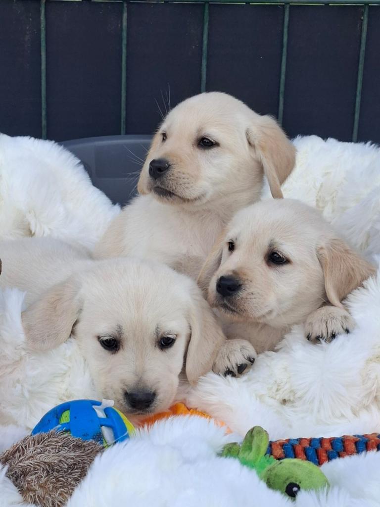 Schitterende  golden retriever pups x labrador pups, Dieren en Toebehoren, 8 tot 15 weken, Meerdere, Meerdere dieren, Parvo