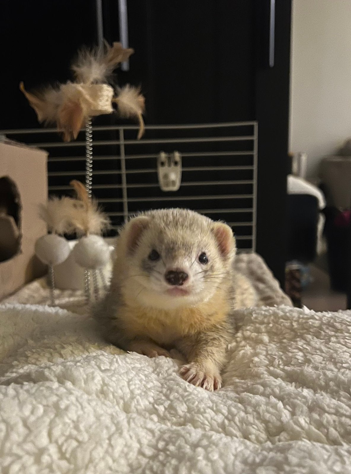 Fret Frenkie, Dieren en Toebehoren, Overige Dieren, Augustus, Mannelijk