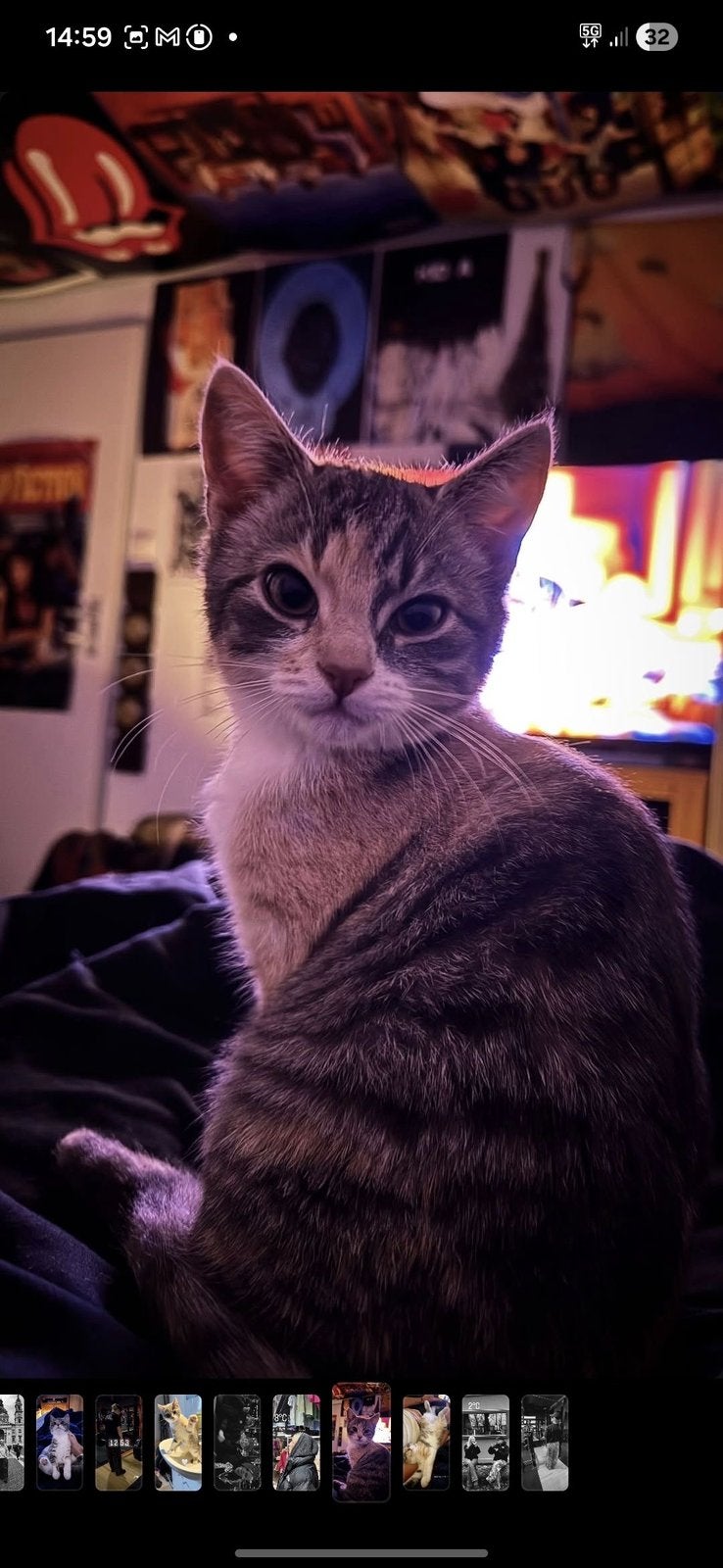 Europeese korthaar, Poes, Gechipt, 0 tot 2 jaar