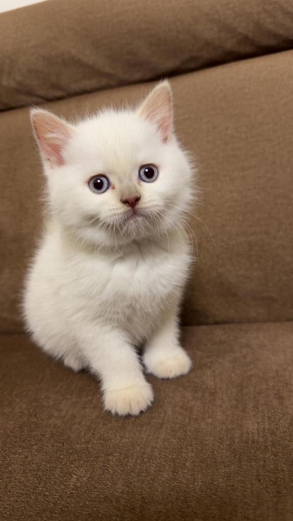 Kitten britse korthaar, Dieren en Toebehoren, Katten en Kittens | Raskatten | Korthaar, Kater, Ontwormd, 0 tot 2 jaar