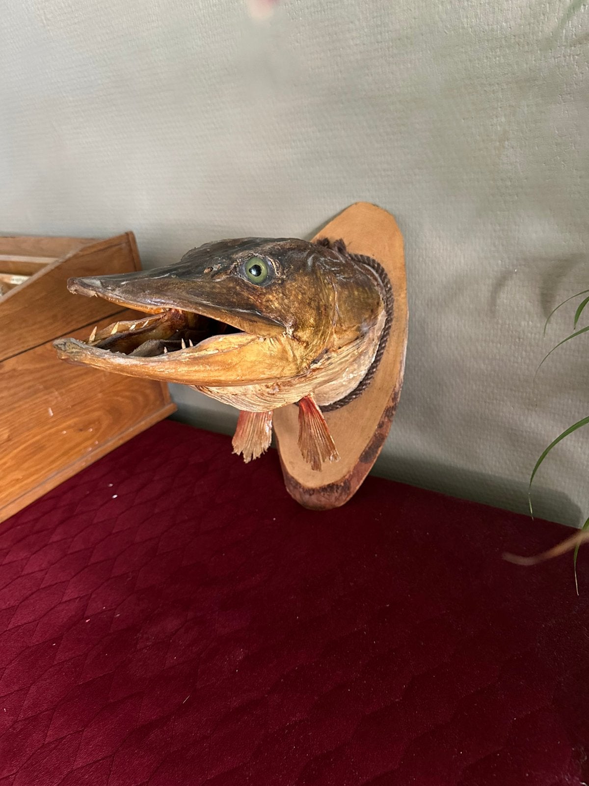 Grote opgezette snoekenkop op schild taxidermie, Ophalen of Verzenden