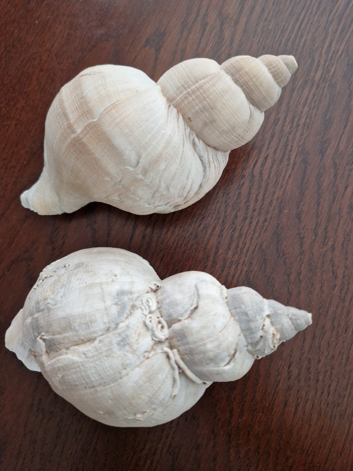 schelpen, Ophalen of Verzenden, Zo goed als nieuw