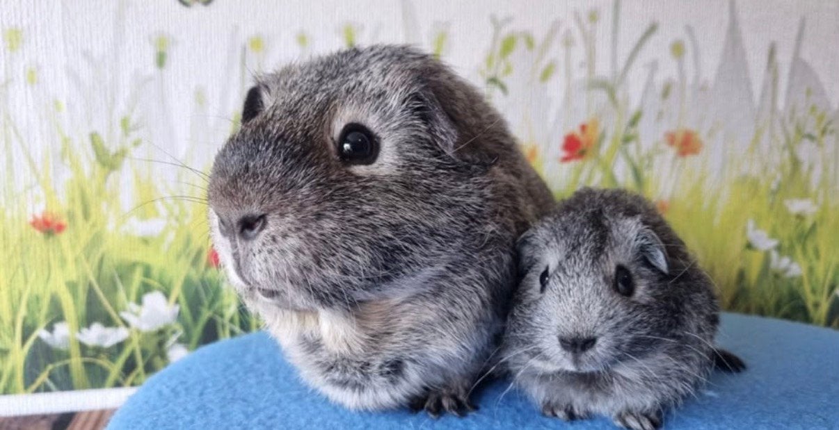 Cavia zilveragouti koppel beertjes + cavia hok en toebehoren, Cavia, Juni, Mannelijk, Tam