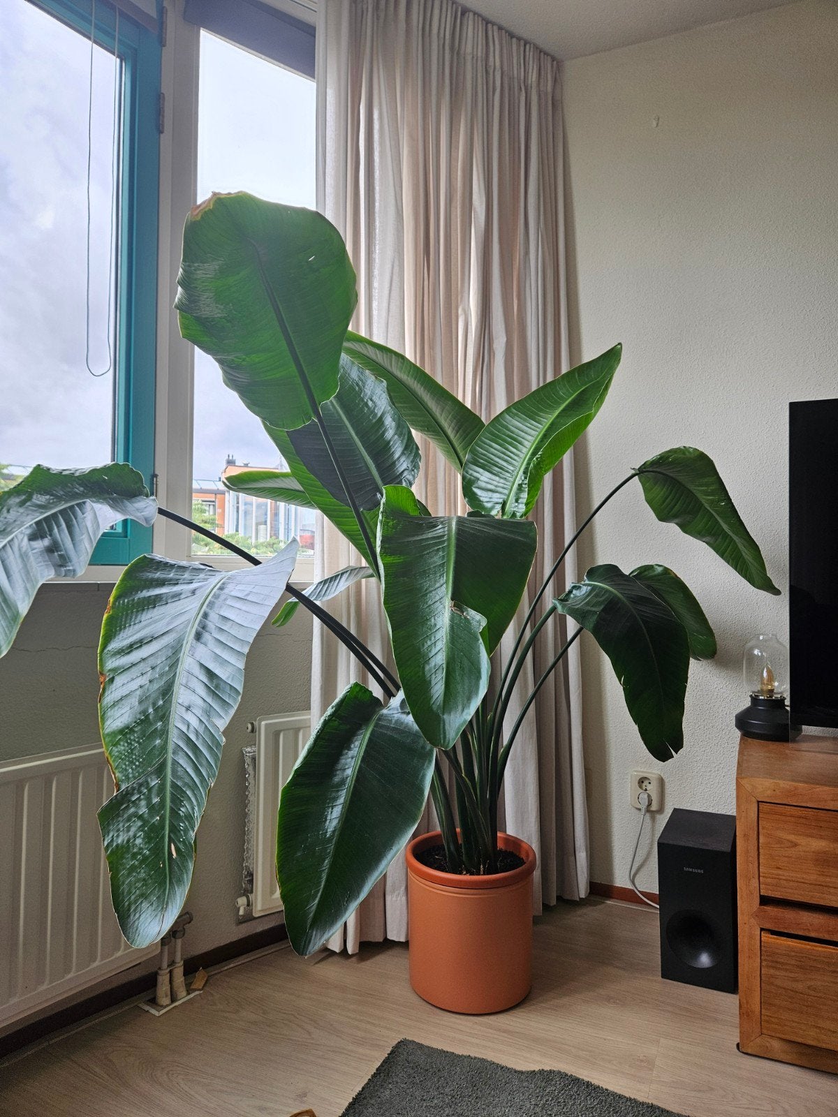 Grote paradijsvogelplant incl. pot 150cm hoog, Ophalen, Volle zon, 100 tot 150 cm
