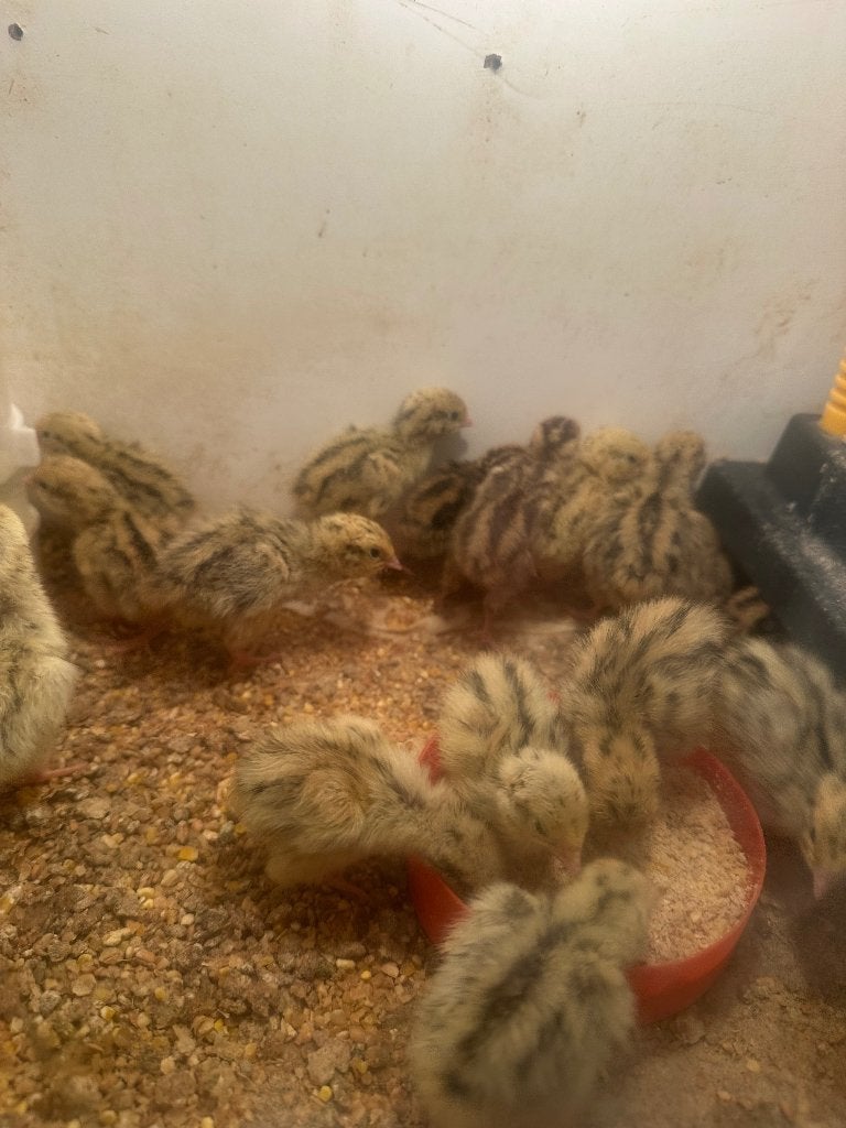 Kwartel kuikentjes, Dieren en Toebehoren, Pluimvee, Overige soorten, Geslacht onbekend