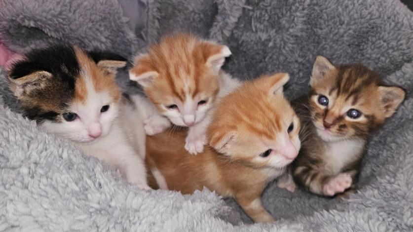 Gezocht kitten  (liefst gratis), Ophalen