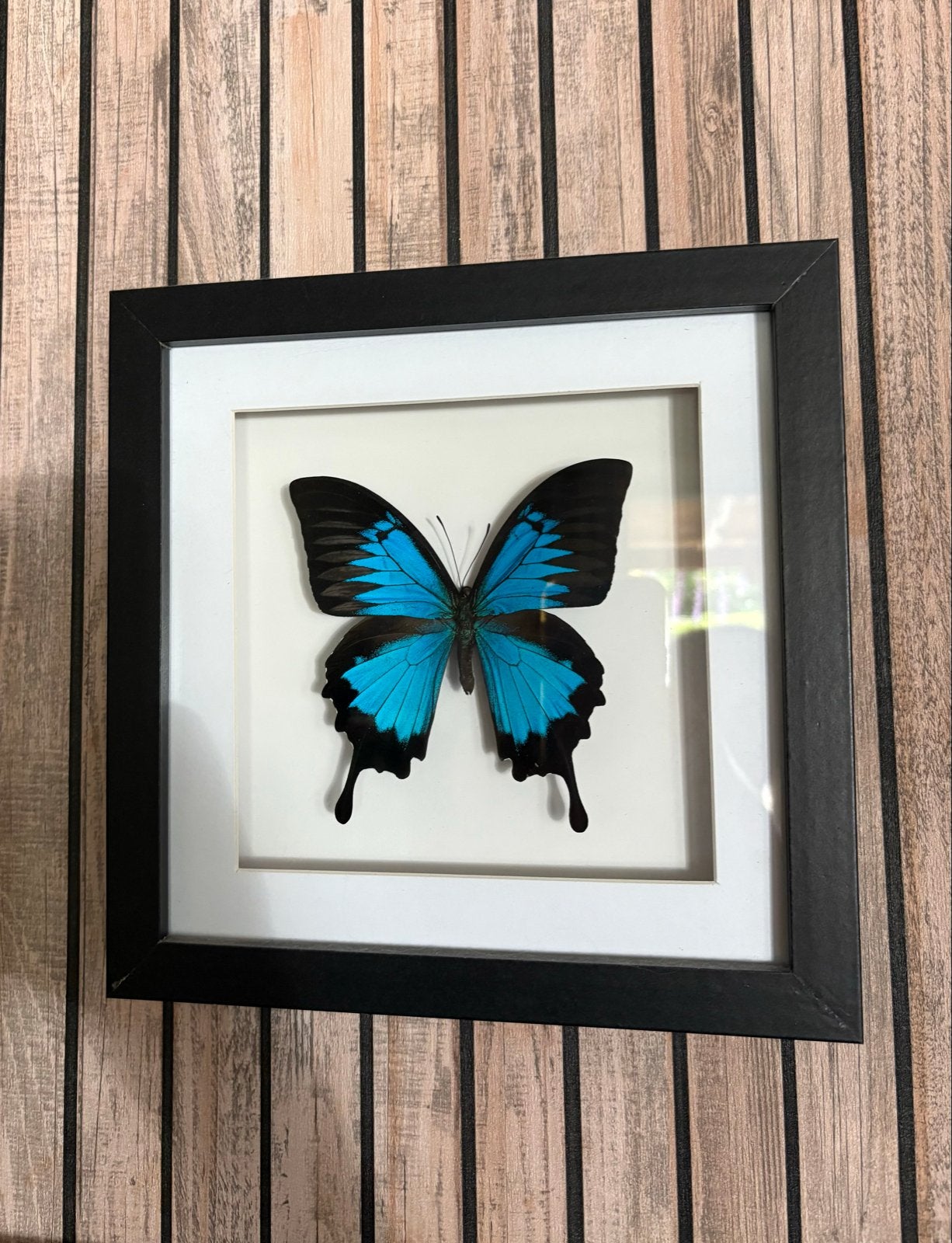 Ingelijste vlinder - Blauwe Morpho, Ophalen, Ingelijst werk, Zo goed als nieuw, Met glas