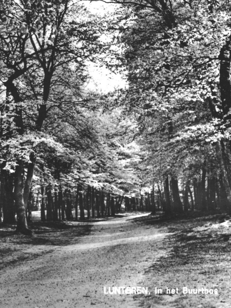 950065	Lunteren	Buurtbos	Mooie oude kaart onbeschreven, Ophalen of Verzenden, 1940 tot 1960, Ongelopen, Gelderland
