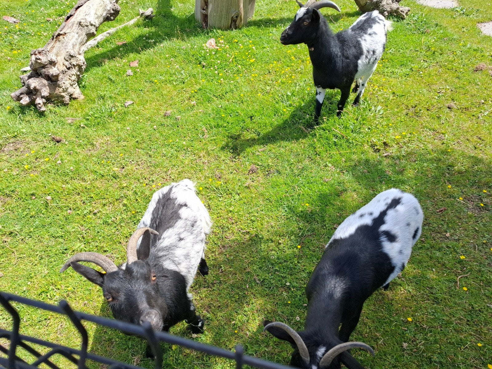 3 dwerggeiten 2 vrouwtjes en 1 bok gecastreerd, Dieren en Toebehoren, Meerdere dieren, Geit