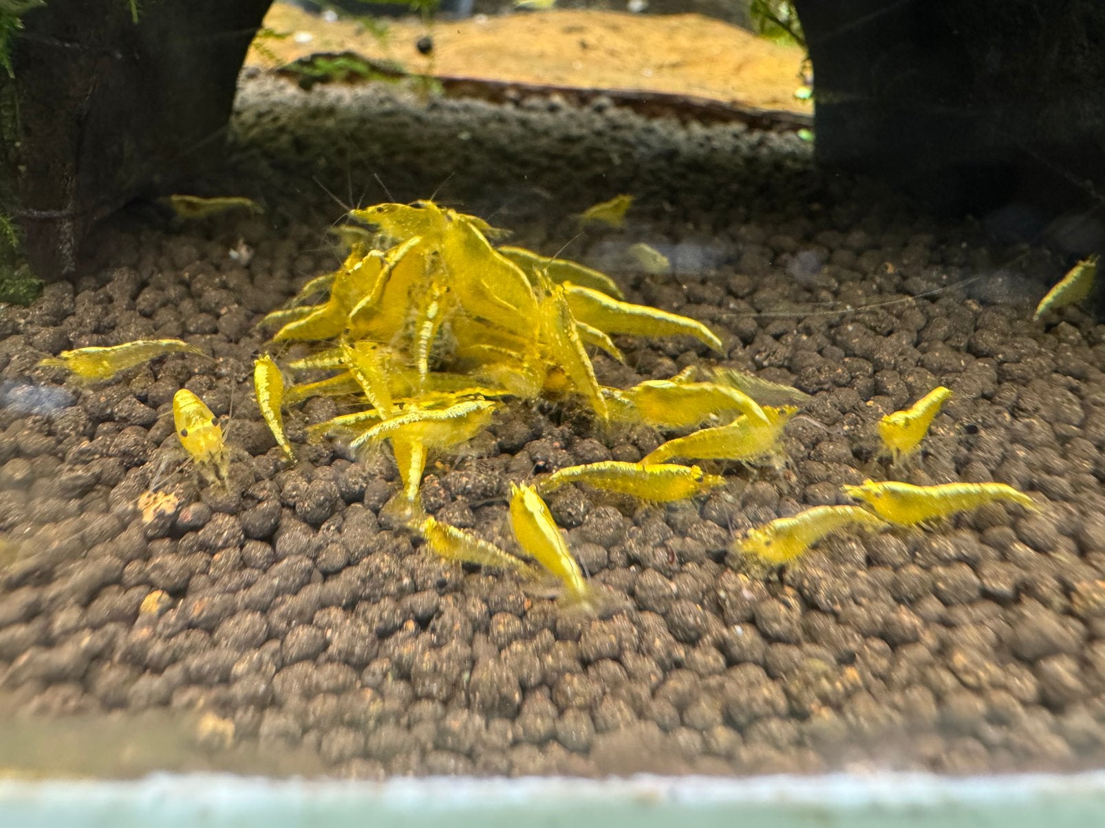 Yellow Stripe Neocaridina Garnalen, Kreeft, Krab of Garnaal