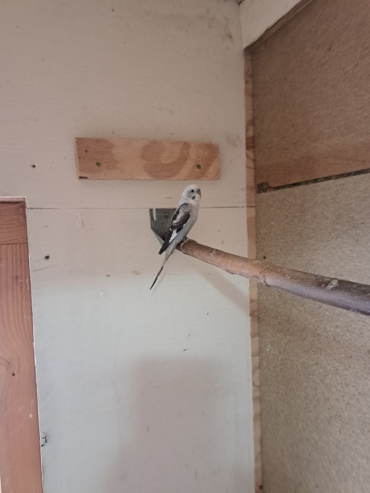 grasparkiet blackwing, Dieren en Toebehoren, Vogels | Overige Vogels, Mannelijk, Geringd