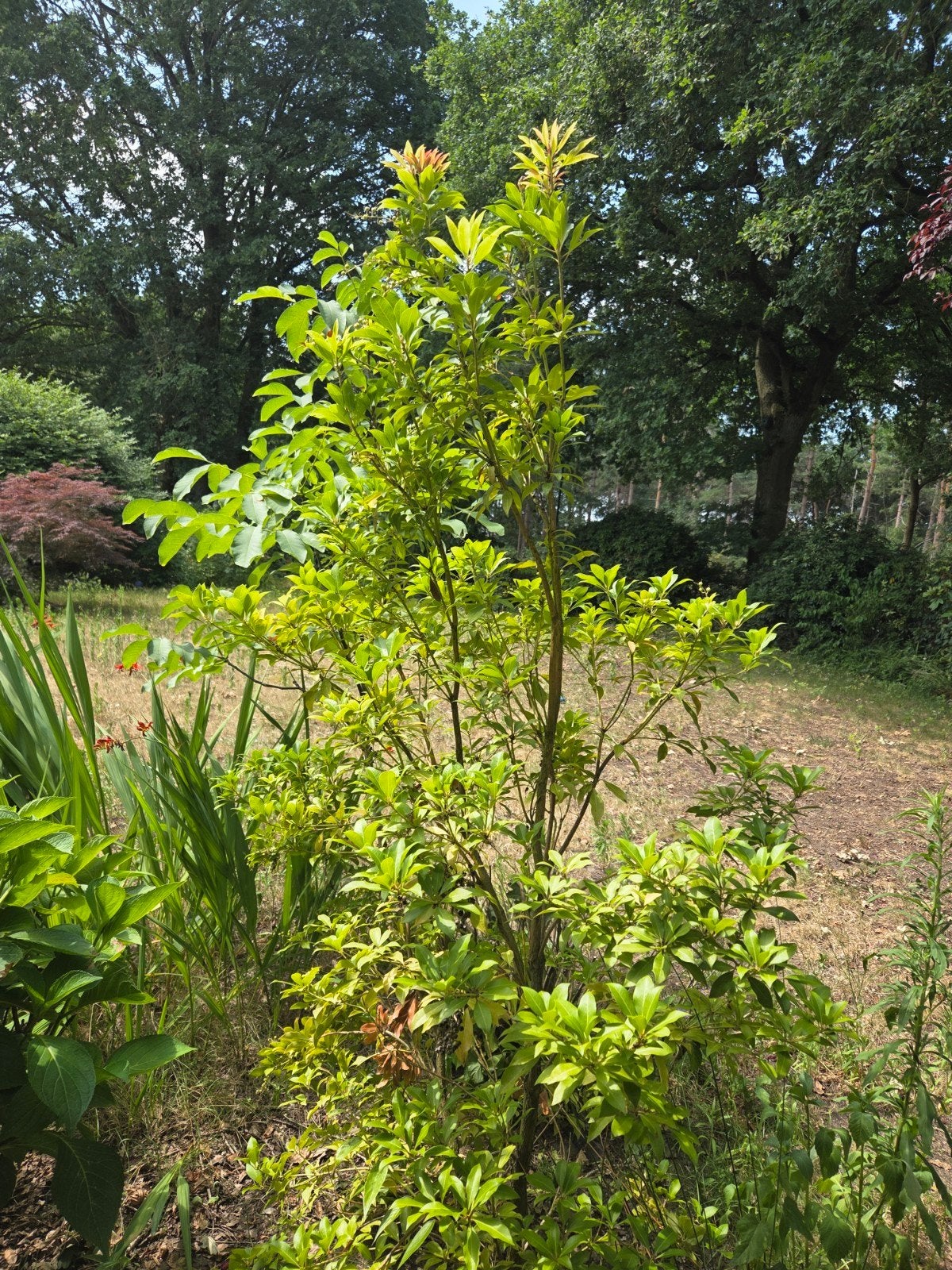 Diverse planten gratis uit te steken, Tuin en Terras, Ophalen