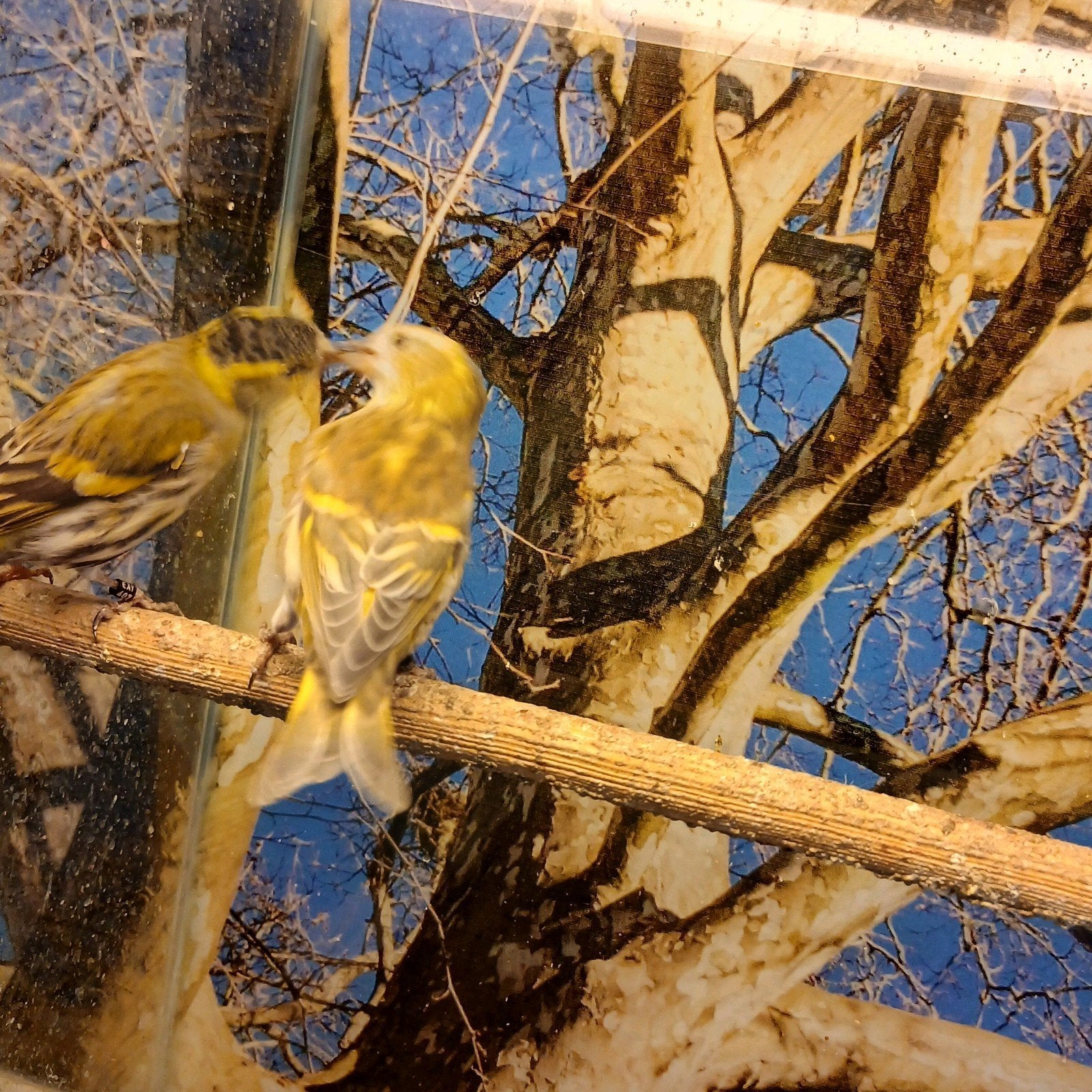 koppel sijsjes, Dieren en Toebehoren, Vogels | Overige Vogels