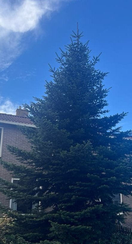 Enorme Kerstboom / zilverspar ABies normanniana, Ophalen, Halfschaduw, Overige soorten
