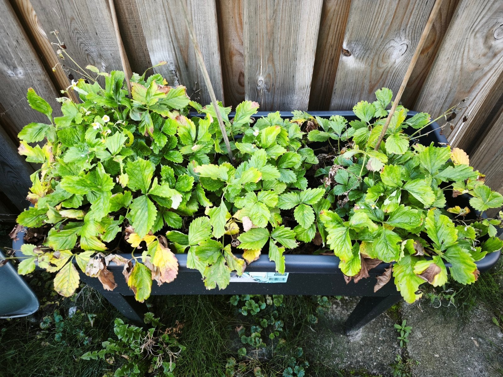 Gele aardbei - Fragaria vesca "yellow wonder", Ophalen, Lente, Fruitplanten