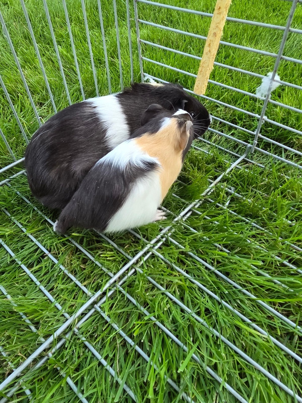 te koop cavia zeug en zeugje, September, Vrouwelijk, Cavia