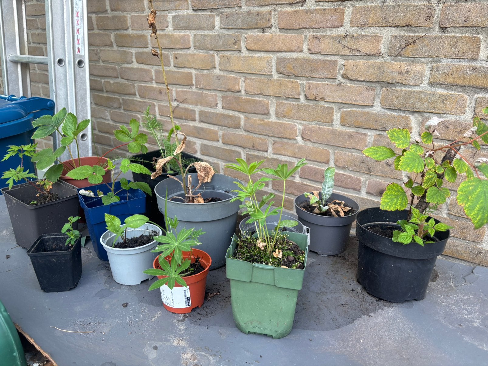 Plantenruil, Ophalen, Vaste plant, Fruitplanten, Volle zon