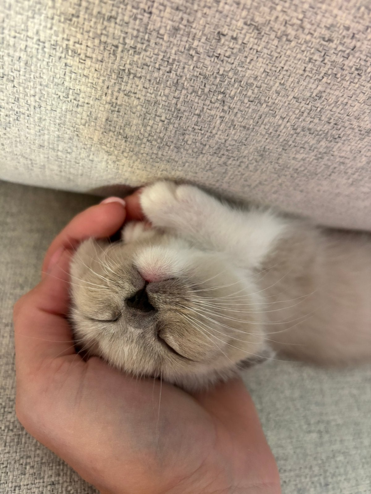 😍 Nog 2 over Unieke Siamees/Ragdoll 😍, Kater, Ingeënt