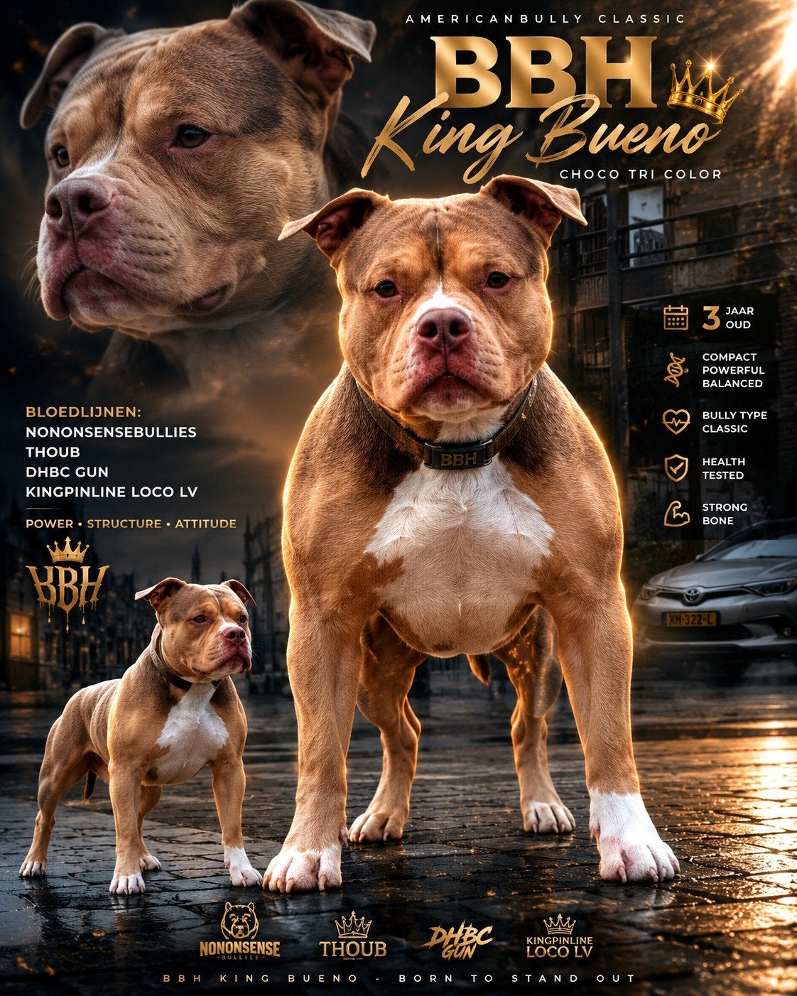 Americanbully dekreu's vader & zoon, Parvo, Reu, 1 tot 2 jaar, Bulldog